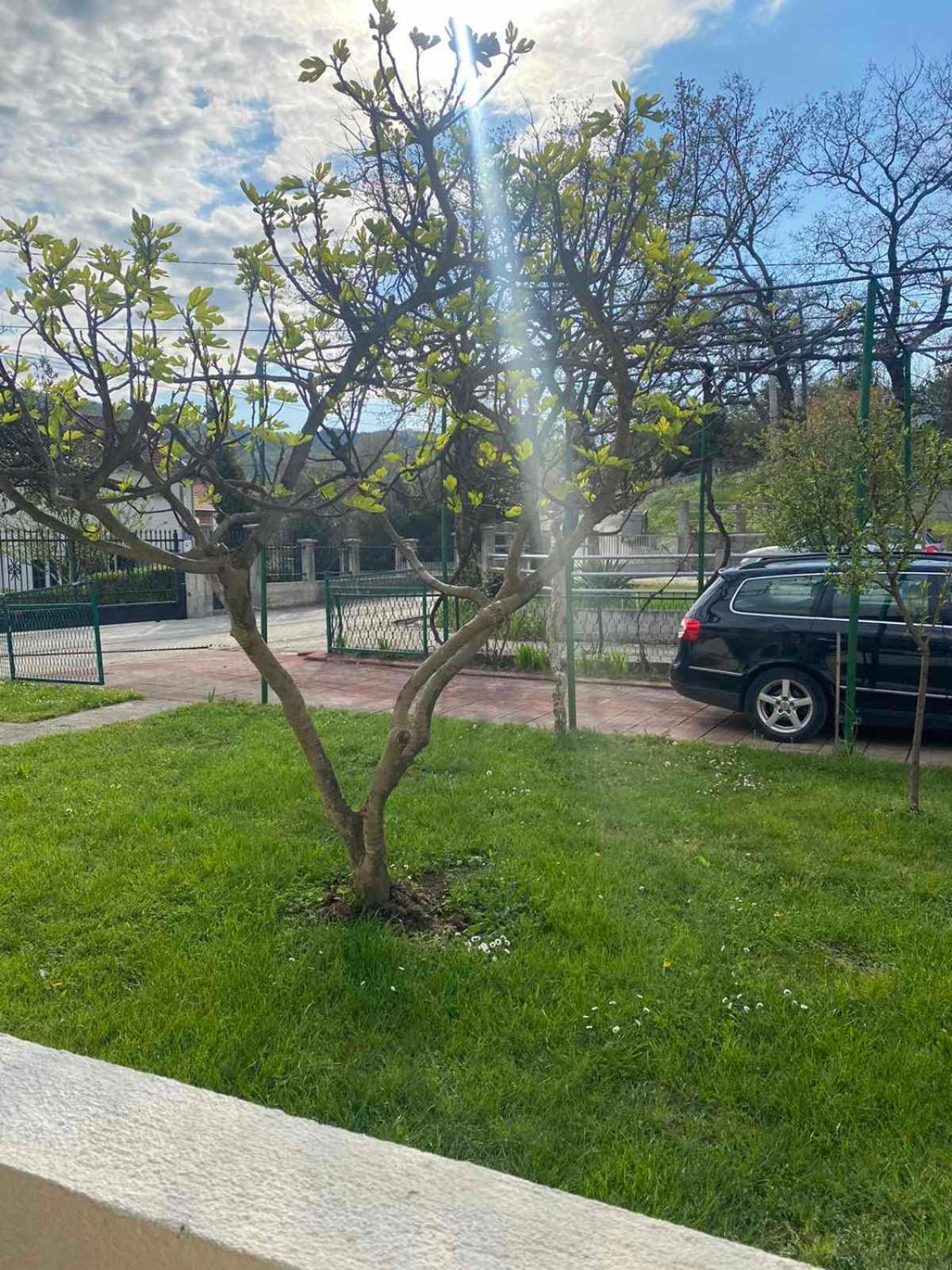 Apartmani Zelenika Herceg Novi Zimmer foto